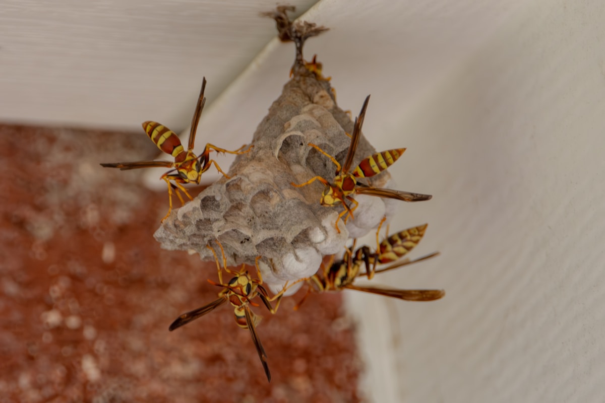 Paper wasps building a nest beneath a roof overhang